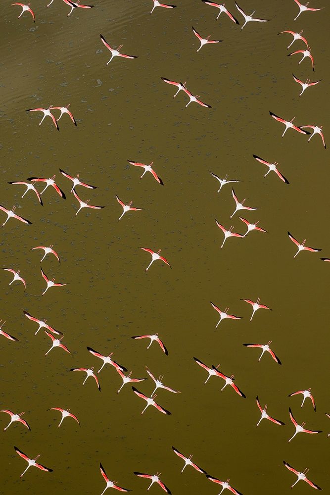 Africa-Kenya-Magadi-Aerial view of Lesser Flamingos flying along shore of Lake Magadi